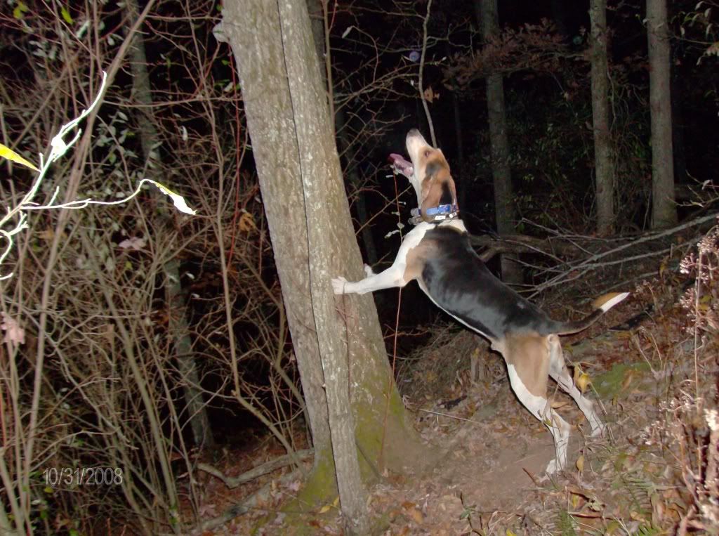 UKC Forums Wv State Youth Hunt Stud And Pup Auction